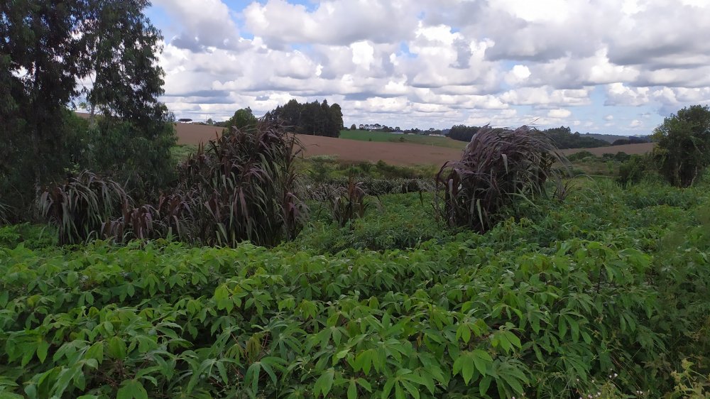 Fazenda à venda com 1 quarto, 2m² - Foto 4