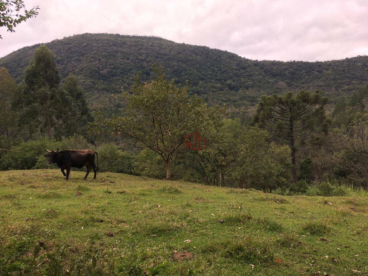 Sítio à venda, 30000M2 - Foto 5