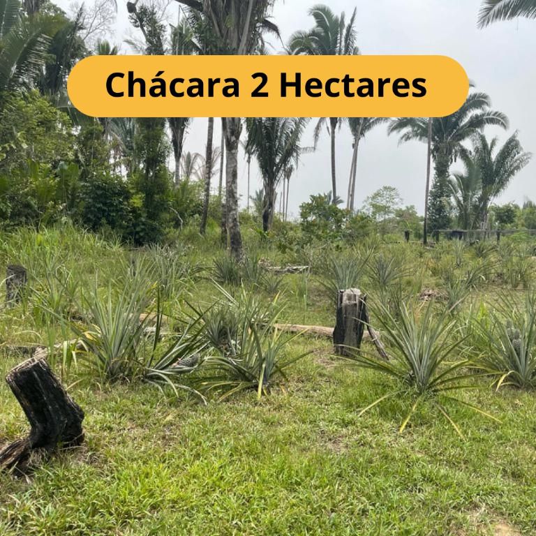 Chácara, 2 hectares - Foto 1