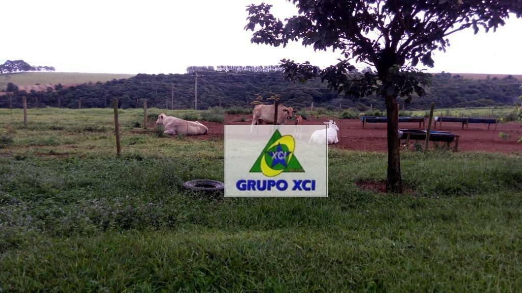 Fazenda-Sítio-Chácara, 101640 hectares - Foto 5