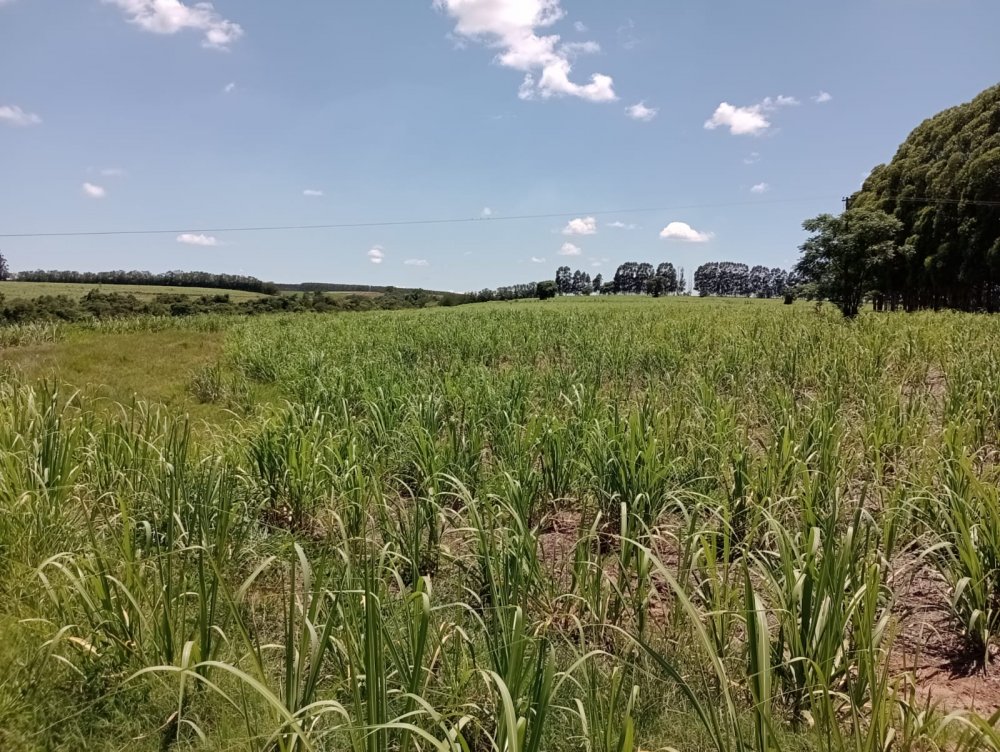 Fazenda-Sítio-Chácara, 25 hectares - Foto 8