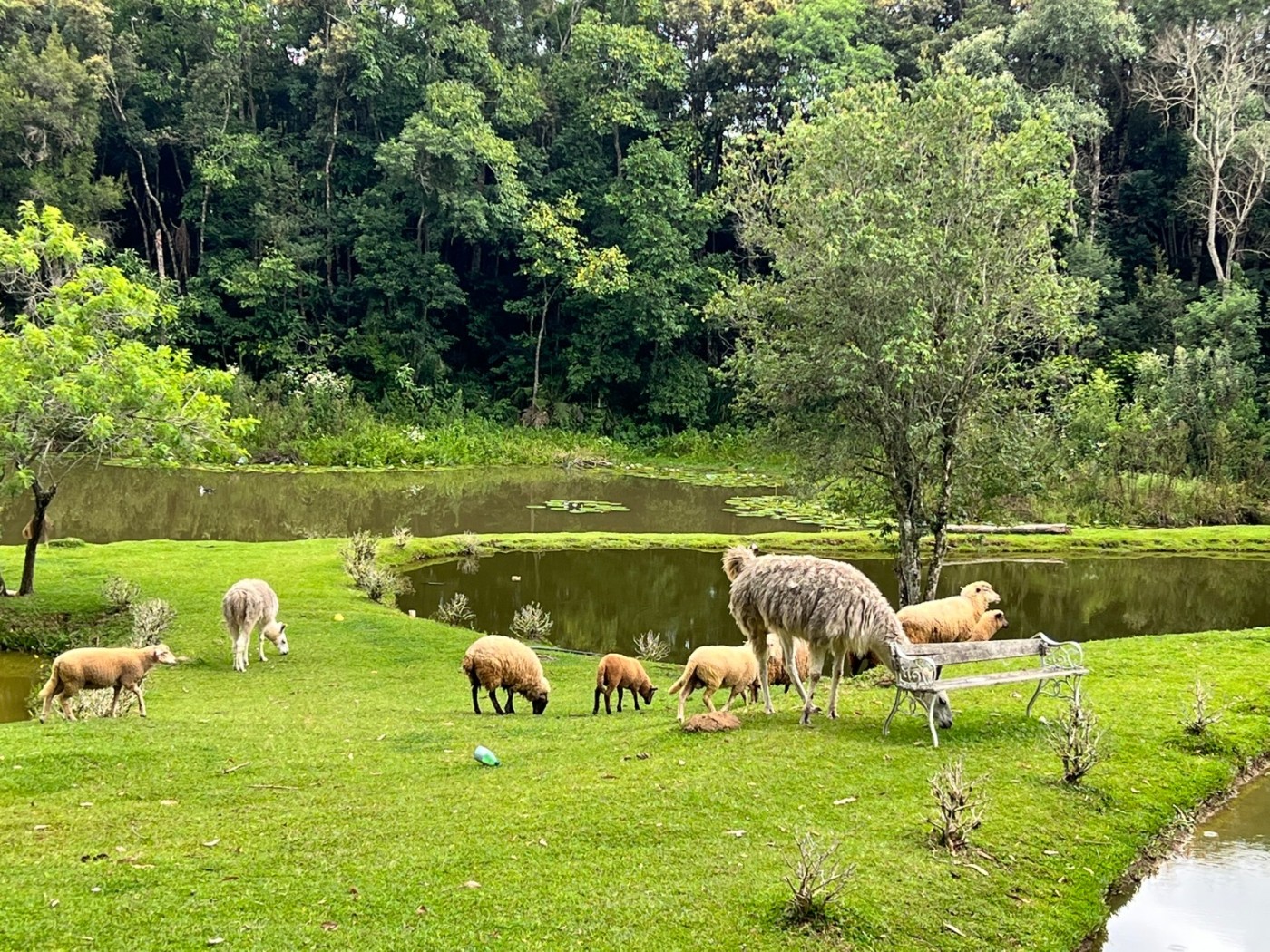 Fazenda à venda, 24200m² - Foto 8