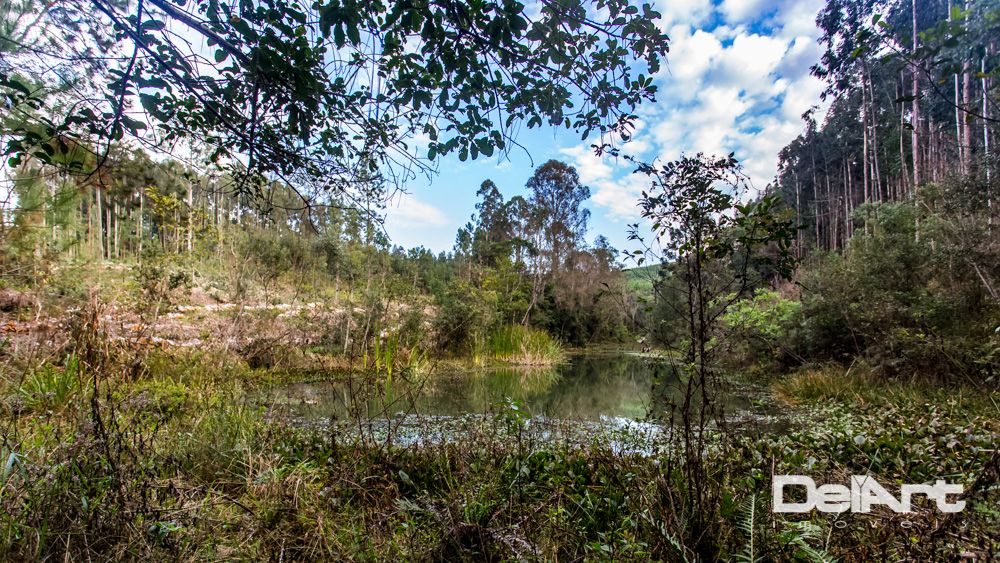 Chácara à venda com 7 quartos, 36600M2 - Foto 65