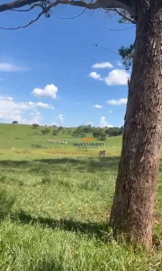 Fazenda-Sítio-Chácara, 513 hectares - Foto 3