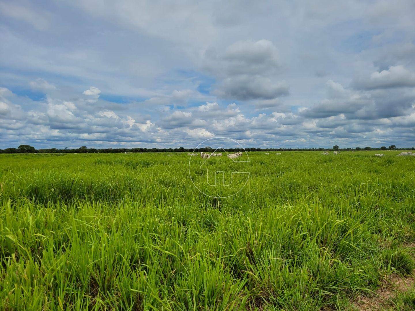 Fazenda à venda, 61350000M2 - Foto 14