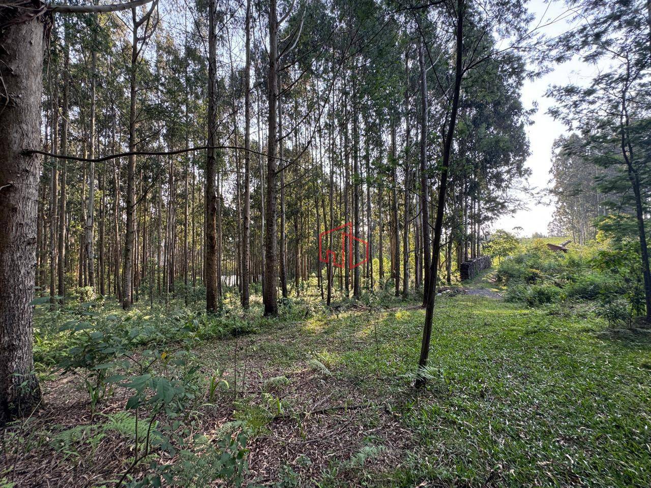 Sítio, 10 hectares - Foto 3