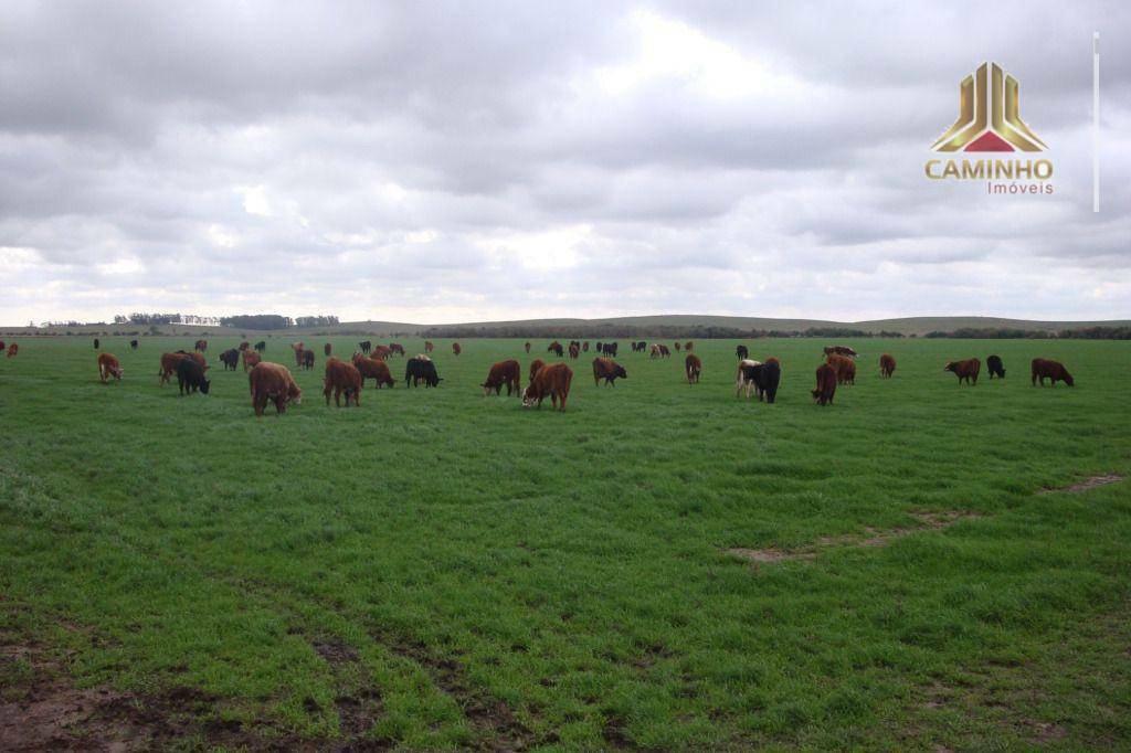 Fazenda à venda com 5 quartos, 33455000M2 - Foto 63