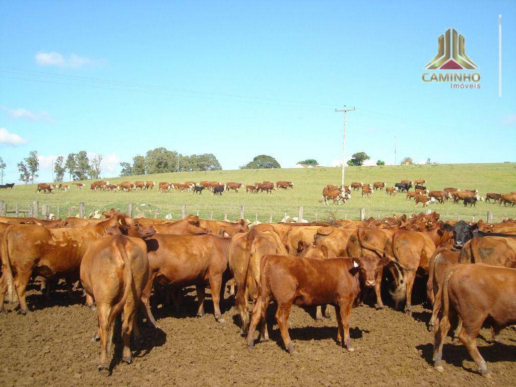 Fazenda à venda com 5 quartos, 33455000M2 - Foto 65