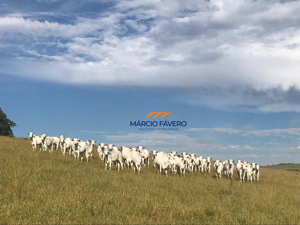 Fazenda, 2260 hectares - Foto 2