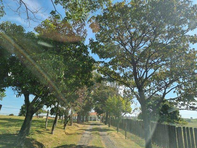 Sítio, 5 quartos, 31 hectares - Foto 4