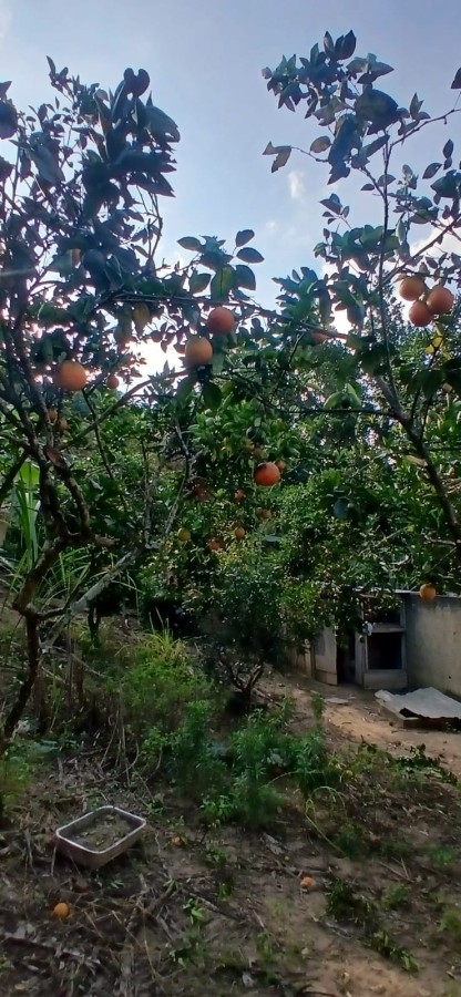 Chácara à venda com 2 quartos, 3200m² - Foto 15