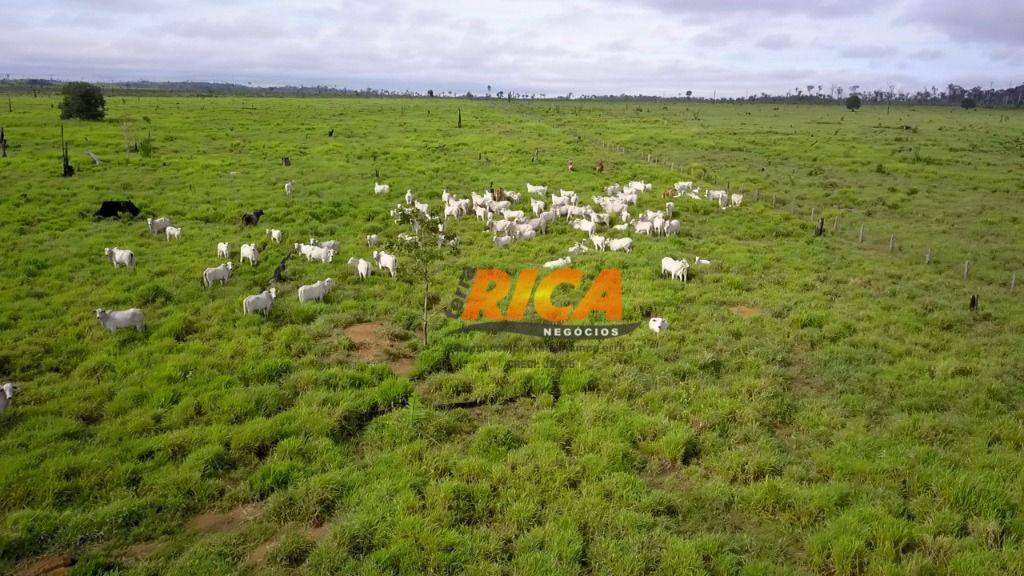 Fazenda-Sítio-Chácara, 6498 hectares - Foto 4