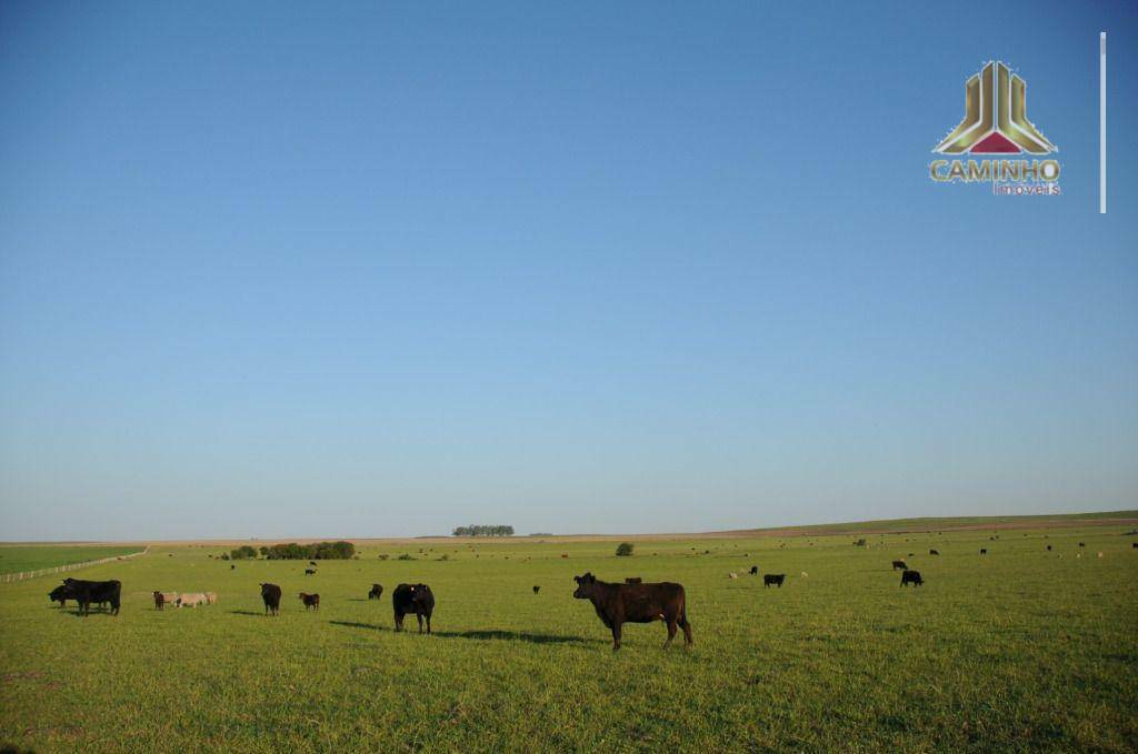 Fazenda à venda com 5 quartos, 33455000M2 - Foto 38