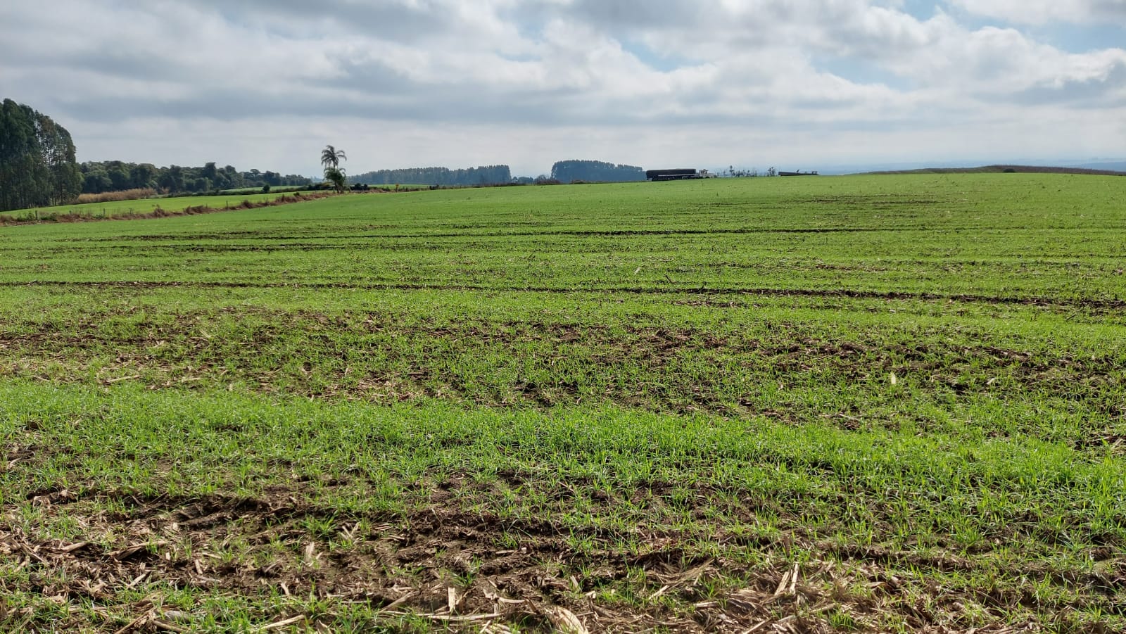 Fazenda-Sítio-Chácara, 529 hectares - Foto 4