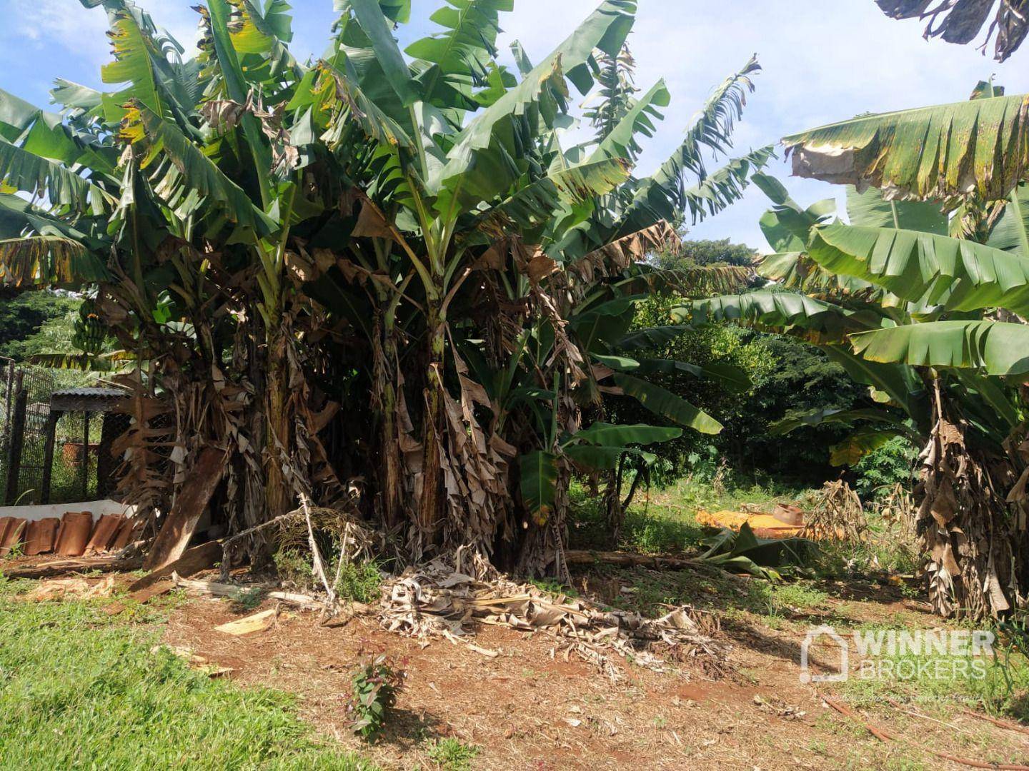 Chácara à venda com 3 quartos, 20000M2 - Foto 20