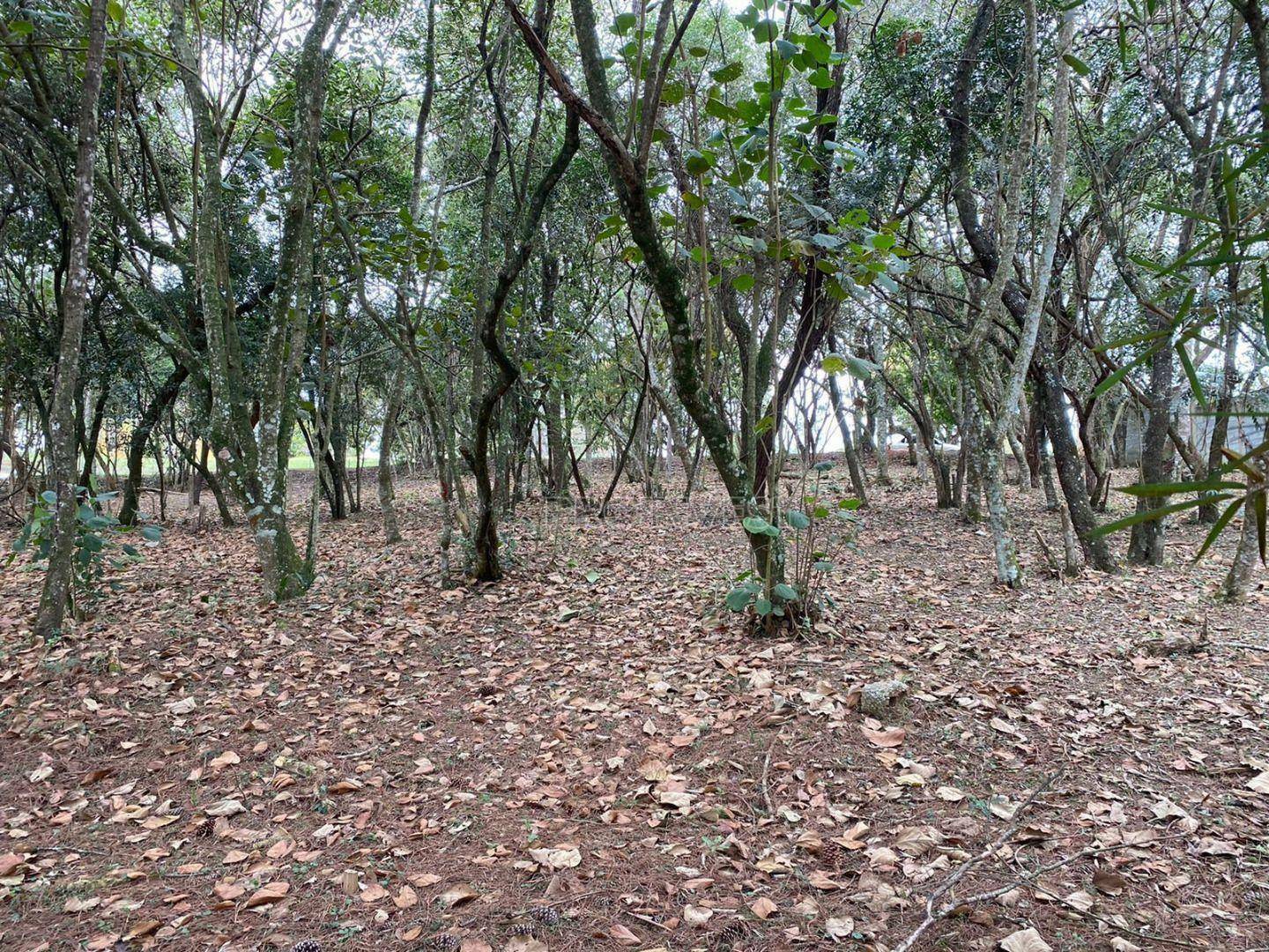 Loteamento e Condomínio à venda, 1575M2 - Foto 8