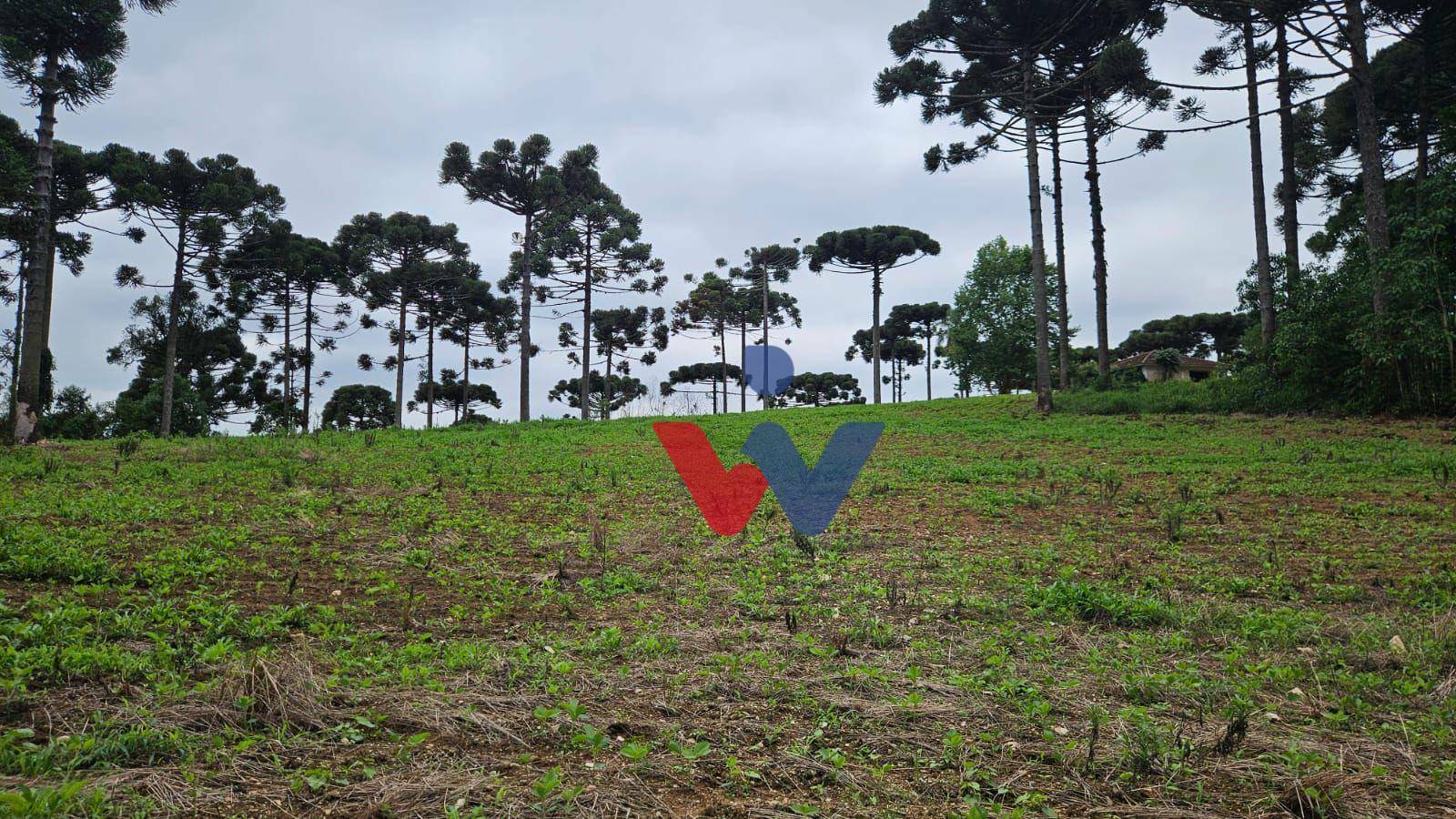 Fazenda à venda com 3 quartos, 1694000M2 - Foto 9