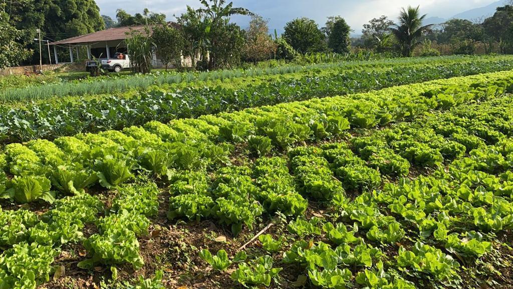 Fazenda à venda com 3 quartos, 12000m² - Foto 14