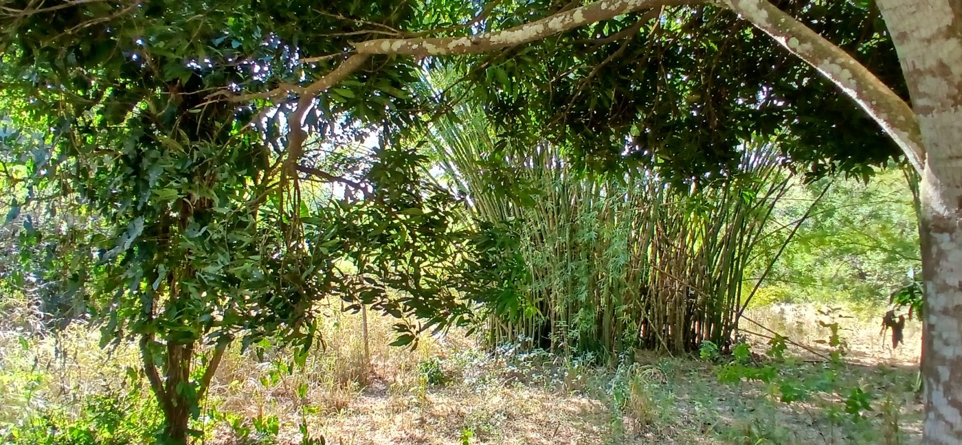 Sítio à venda com 1 quarto, 24800m² - Foto 15