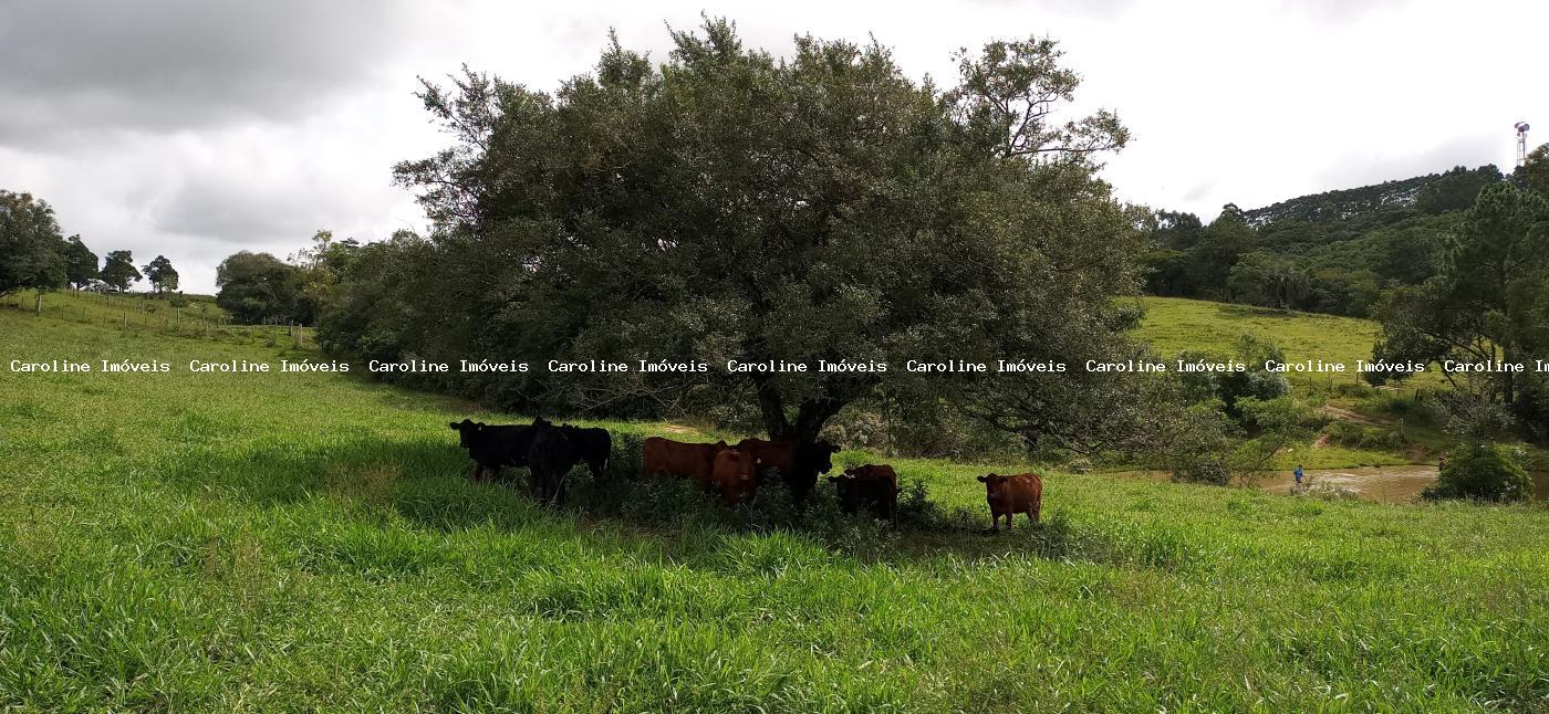 Fazenda à venda com 2 quartos, 220000m² - Foto 20