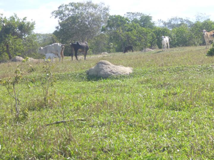 Chácara à venda, 33m² - Foto 23