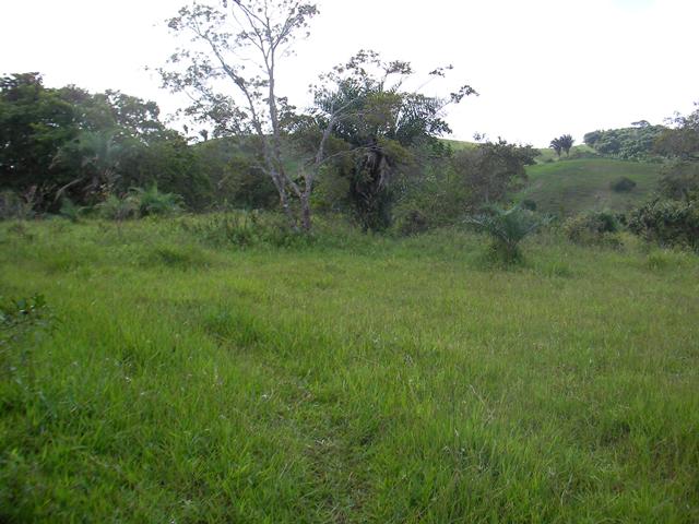 Terreno, 29 hectares - Foto 3