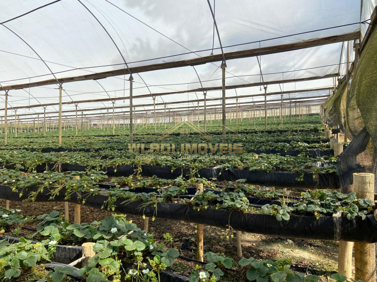 Fazenda-Sítio-Chácara, 70 m² - Foto 16