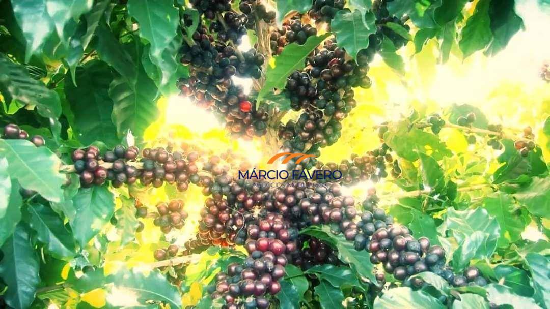 Fazenda, 2050 hectares - Foto 8