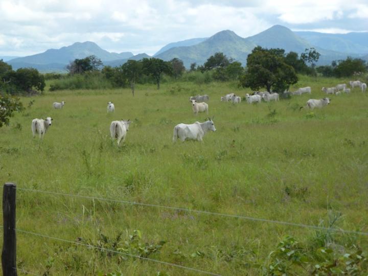 Chácara à venda, 1200m² - Foto 6