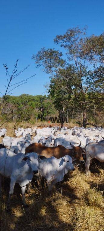 Fazenda à venda, 11567600M2 - Foto 21