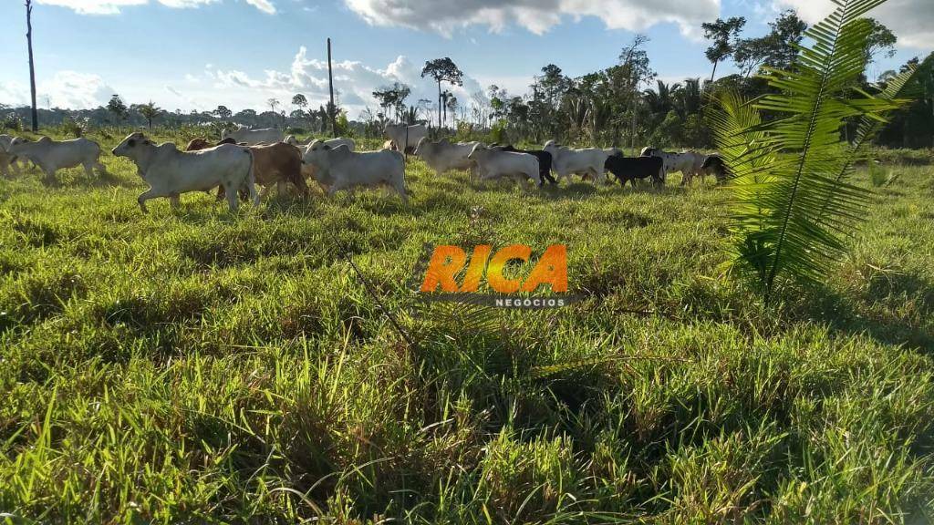 Fazenda à venda com 1 quarto, 4540000M2 - Foto 5