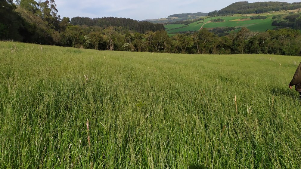 Fazenda à venda com 4 quartos, 12m² - Foto 13