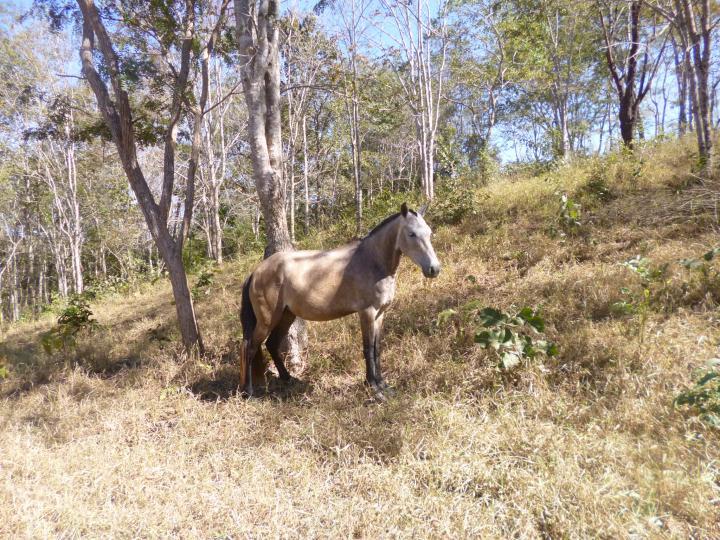 Fazenda à venda - Foto 15