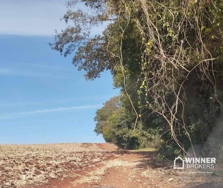 Sítio, 12 hectares - Foto 2