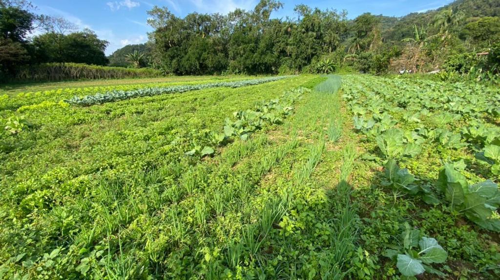 Fazenda à venda com 3 quartos, 12000m² - Foto 55