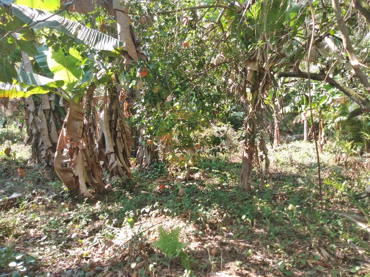 Fazenda à venda, 4m² - Foto 33