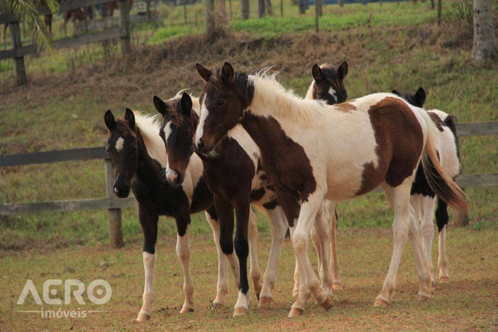 Fazenda à venda com 3 quartos, 400m² - Foto 15