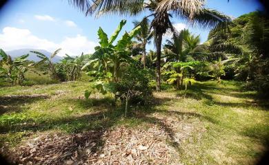 Fazenda à venda com 3 quartos, 31000m² - Foto 7