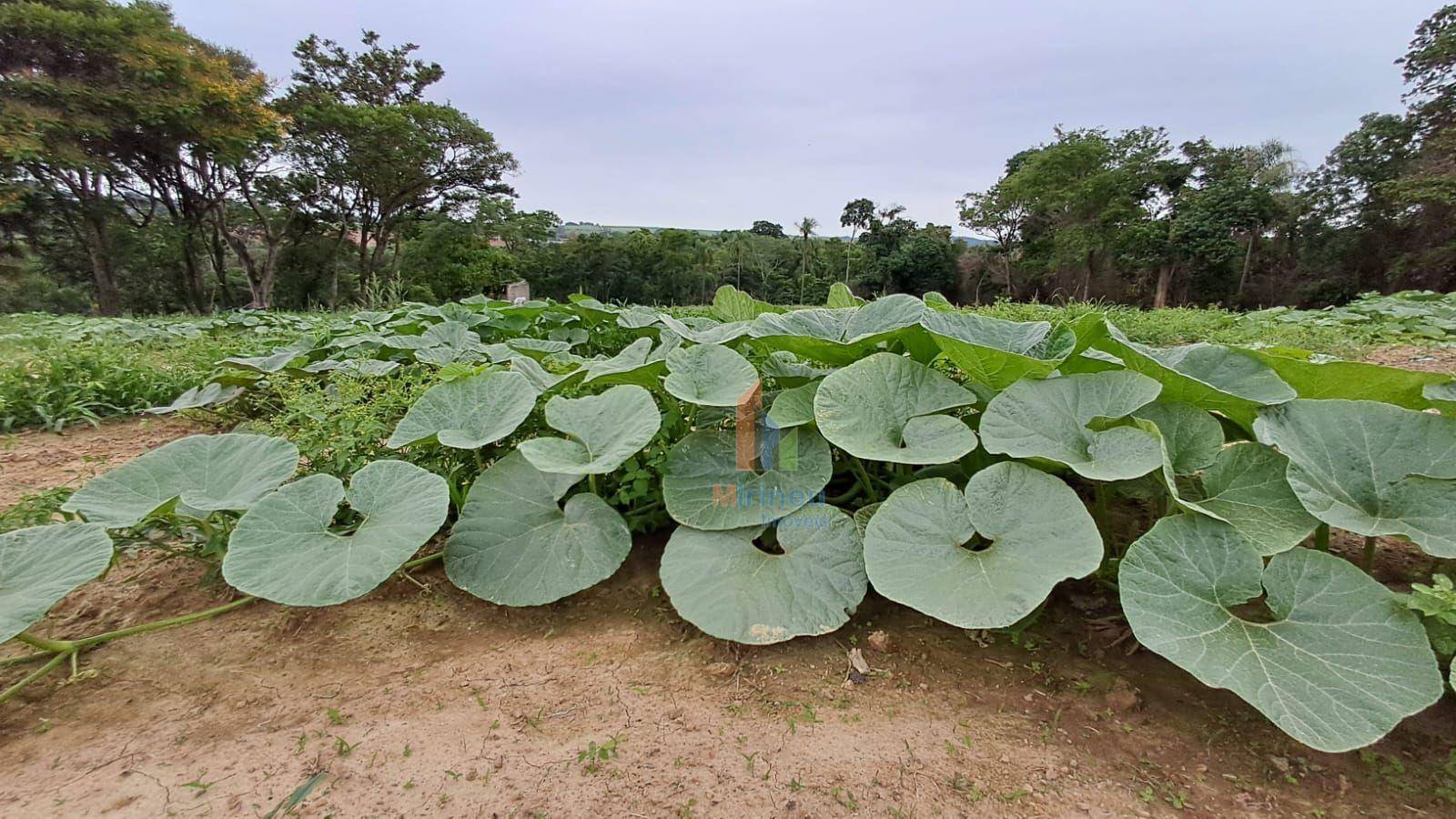 Terreno, 5 hectares - Foto 2