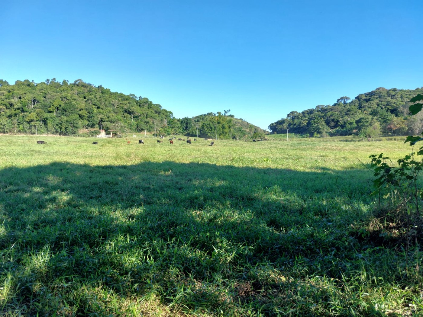 Fazenda à venda com 4 quartos, 34m² - Foto 29