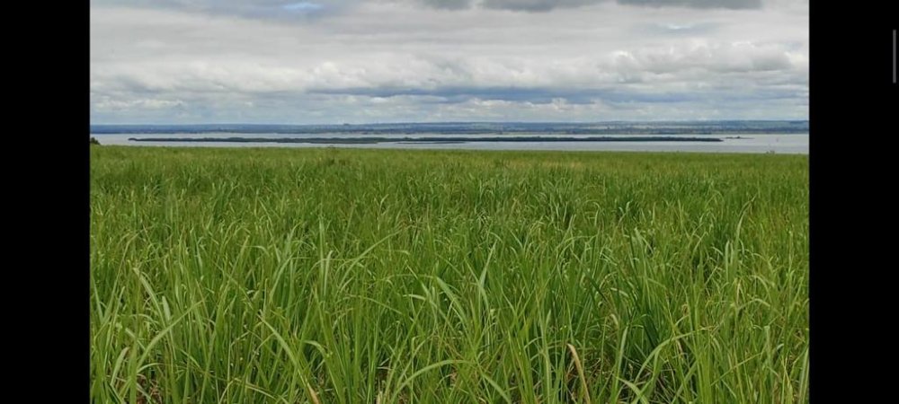 Fazenda-Sítio-Chácara, 1275 hectares - Foto 5