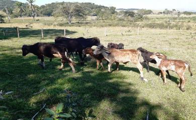 Fazenda à venda com 2 quartos, 270000m² - Foto 14