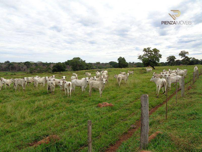 Fazenda-Sítio-Chácara, 801 hectares - Foto 4