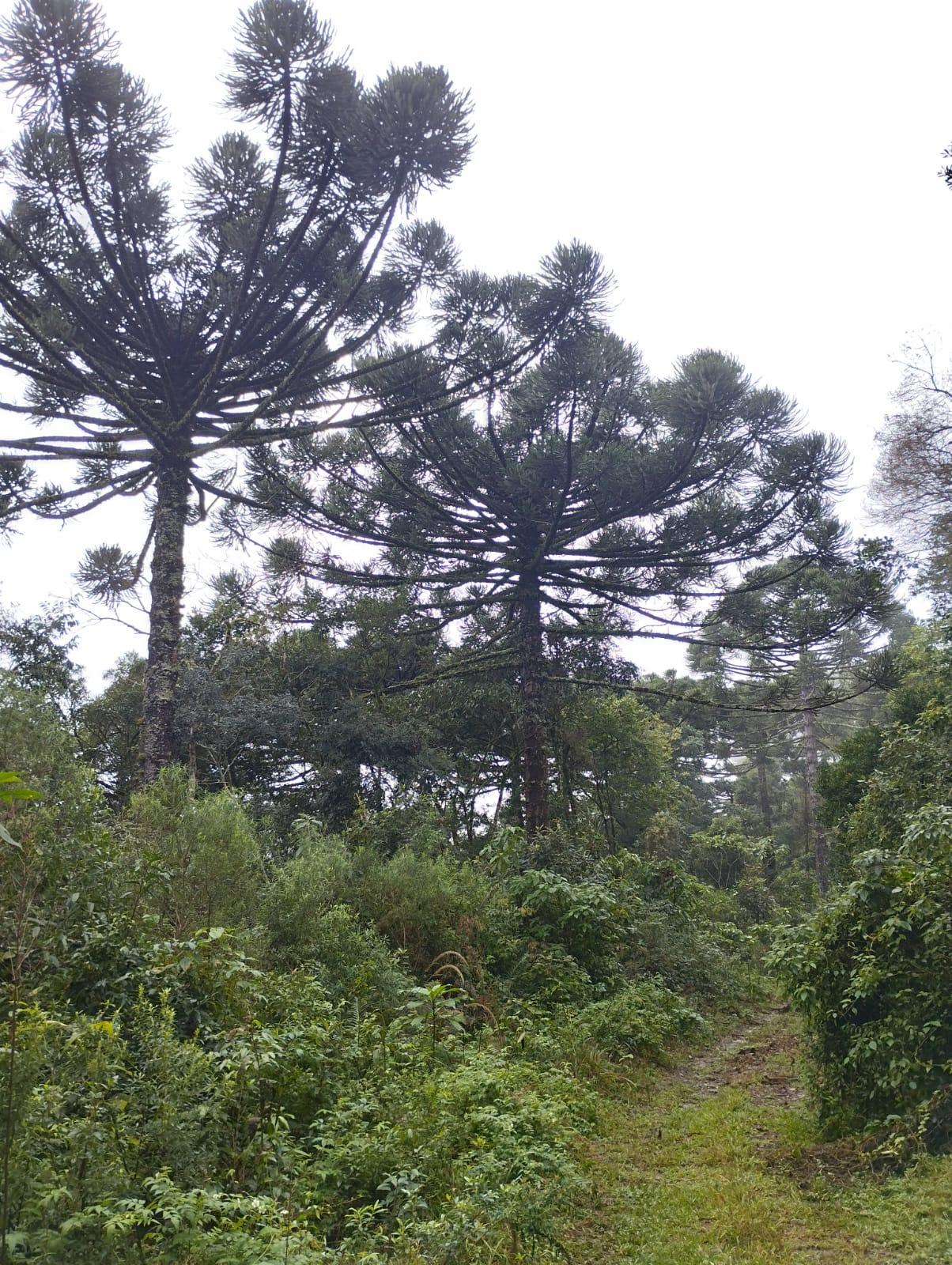 Fazenda à venda, 35m² - Foto 8