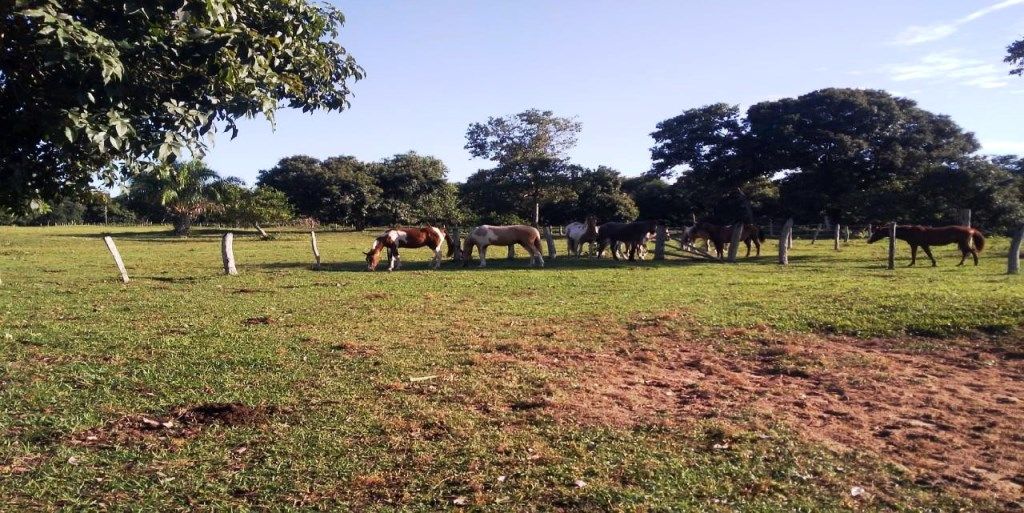 Fazenda-Sítio-Chácara, 7235 hectares - Foto 4