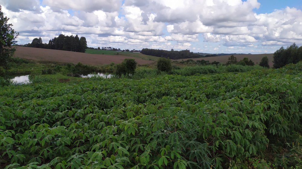 Fazenda à venda com 1 quarto, 2m² - Foto 15