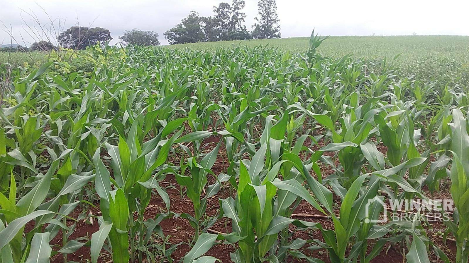 Chácara à venda, 40340M2 - Foto 10