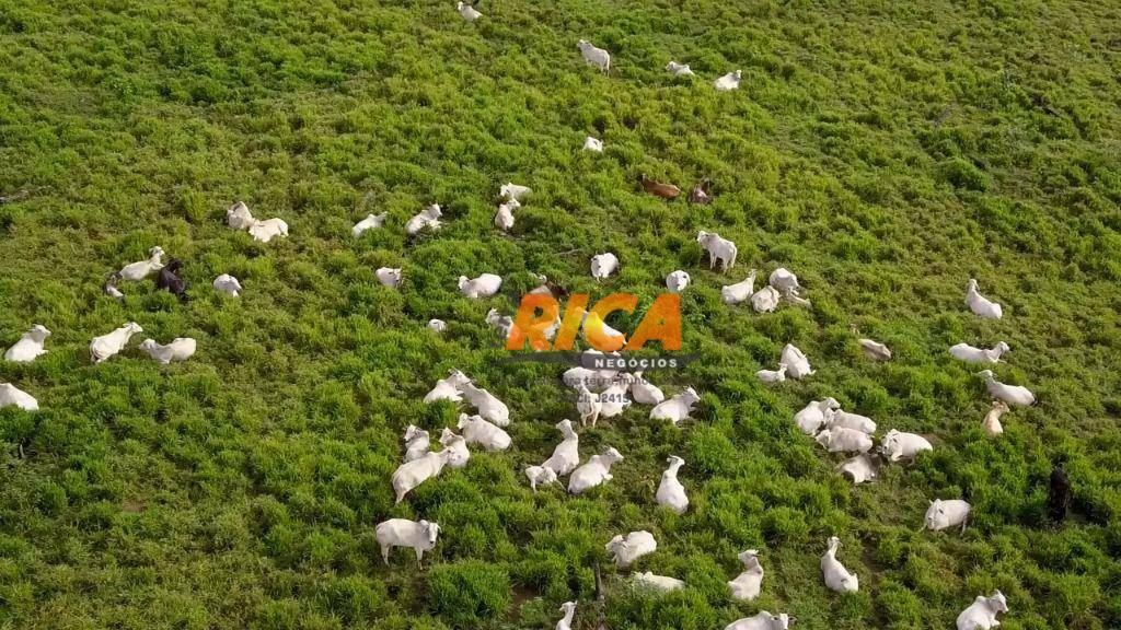 Fazenda-Sítio-Chácara, 6498 hectares - Foto 3