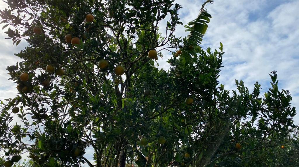 Fazenda à venda com 3 quartos, 12000m² - Foto 52