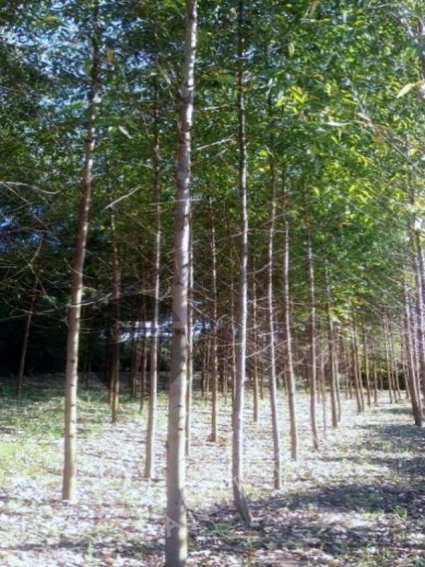 Sítio à venda com 2 quartos, 10084m² - Foto 23